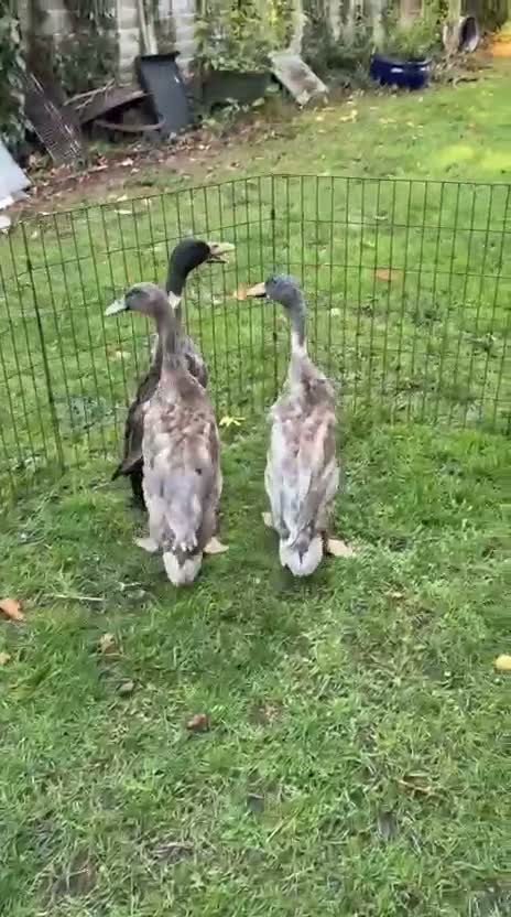 Ducks poultry for sale: Indian Runner Drakes  in Wallingford - Video 1