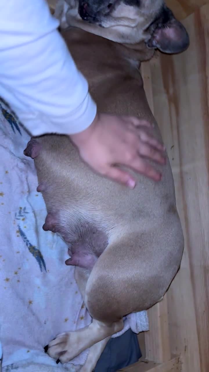 French Bulldog dogs for sale: Kc Frenchbulldog puppies  - Video 1