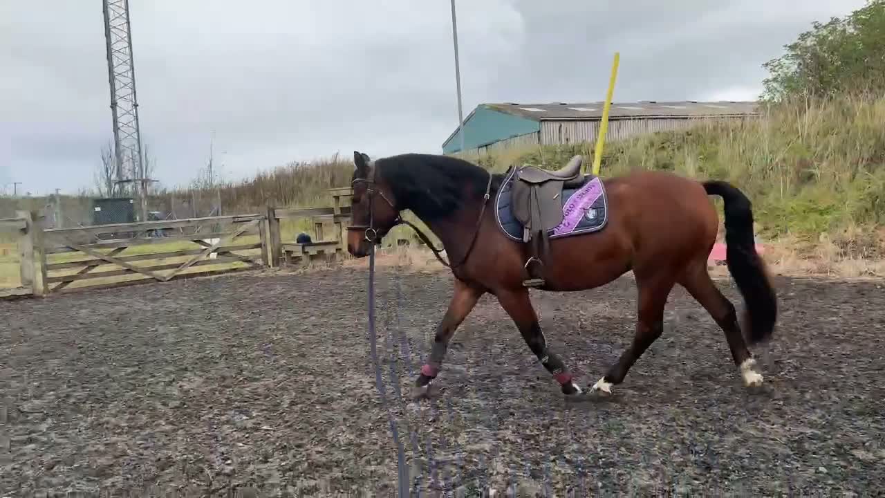 Other Breed horses for sale: Welsh x Hanovarian for sale   in Halkirk - Video 2