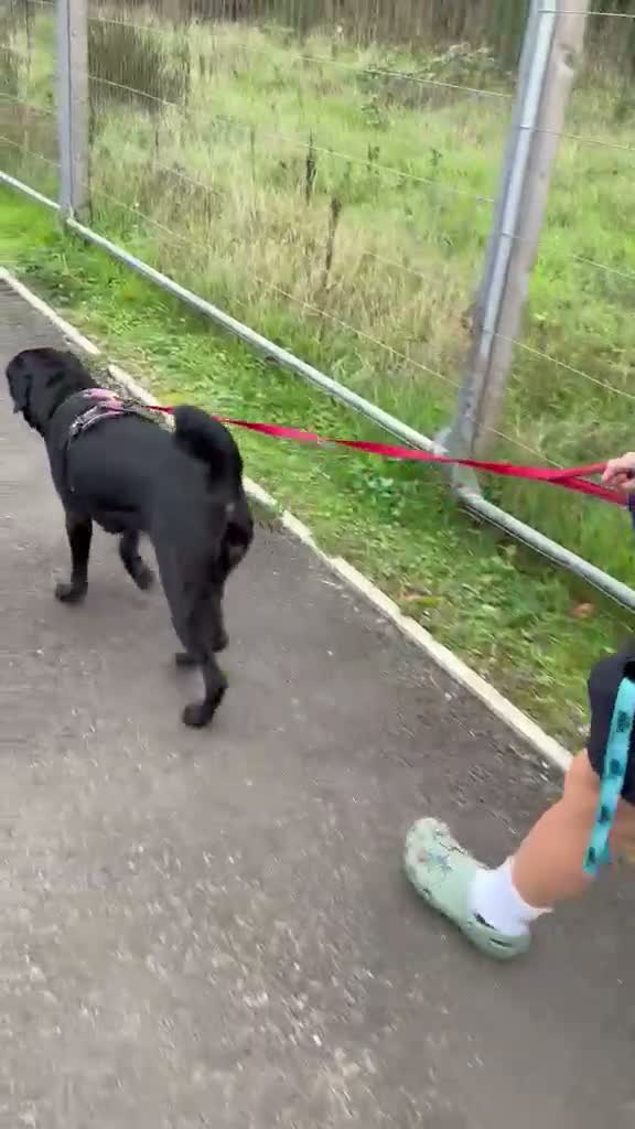 Mixed Breed dogs for adoption: ❤️🐶 JADA – A GIRL WITH THE SOFTEST HEART - Video 5