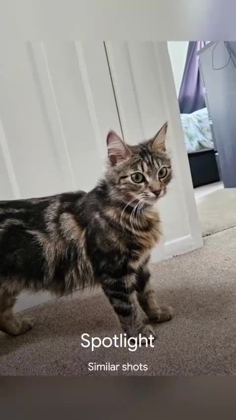 Mixed Breed cats for sale: 4 bengal cross kittens  - Video 2