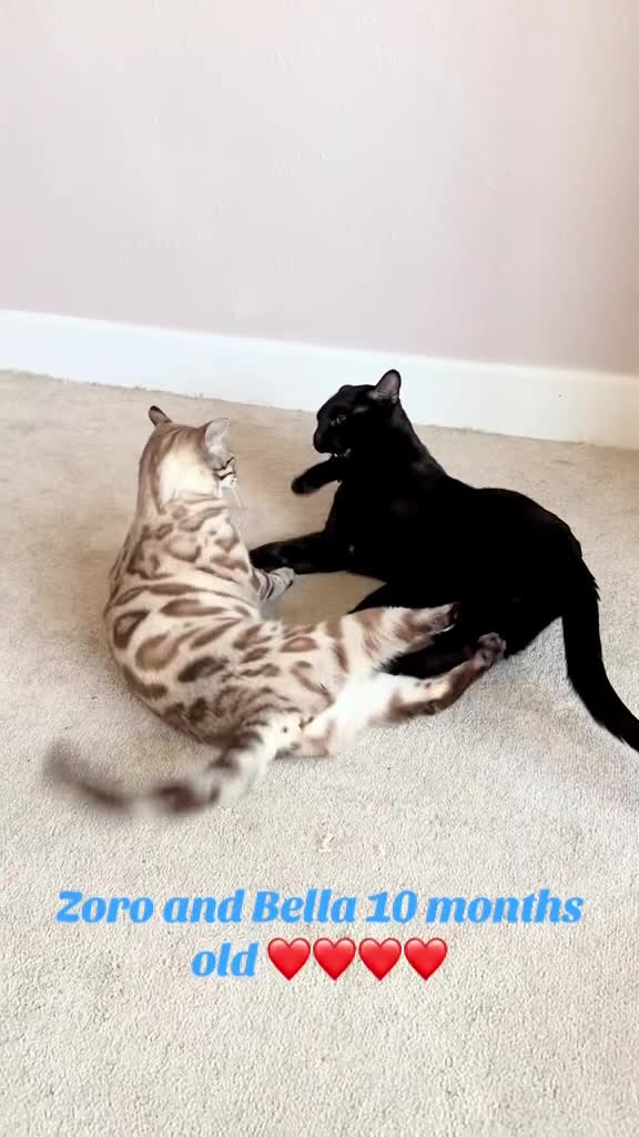 Bengal cats for sale: Bengal kittens  - Video 1