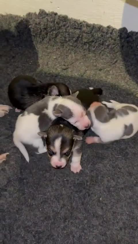 Jack Russell dogs for sale: Miniature jack Russell’s  - Video 5