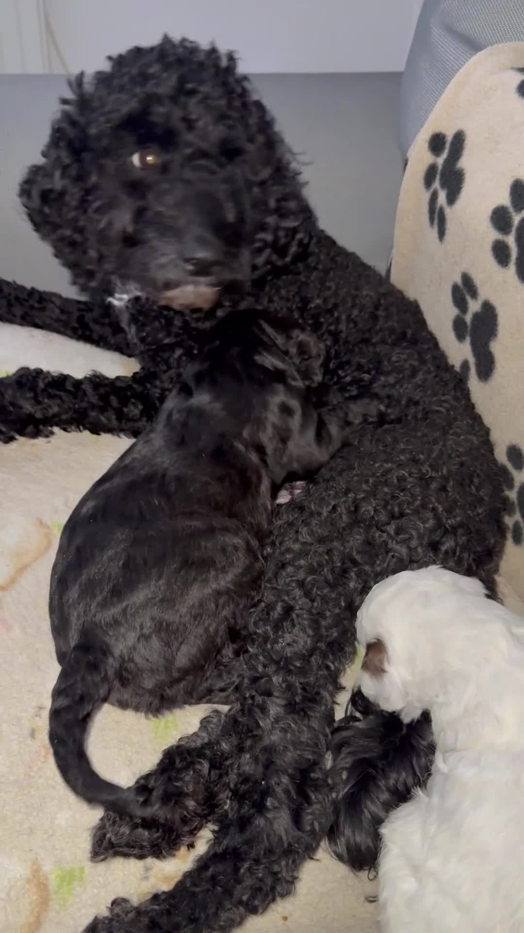 Mixed Breed dogs for sale: Cockapoo x Shihpoo male puppies in Gainsborough - Video 1