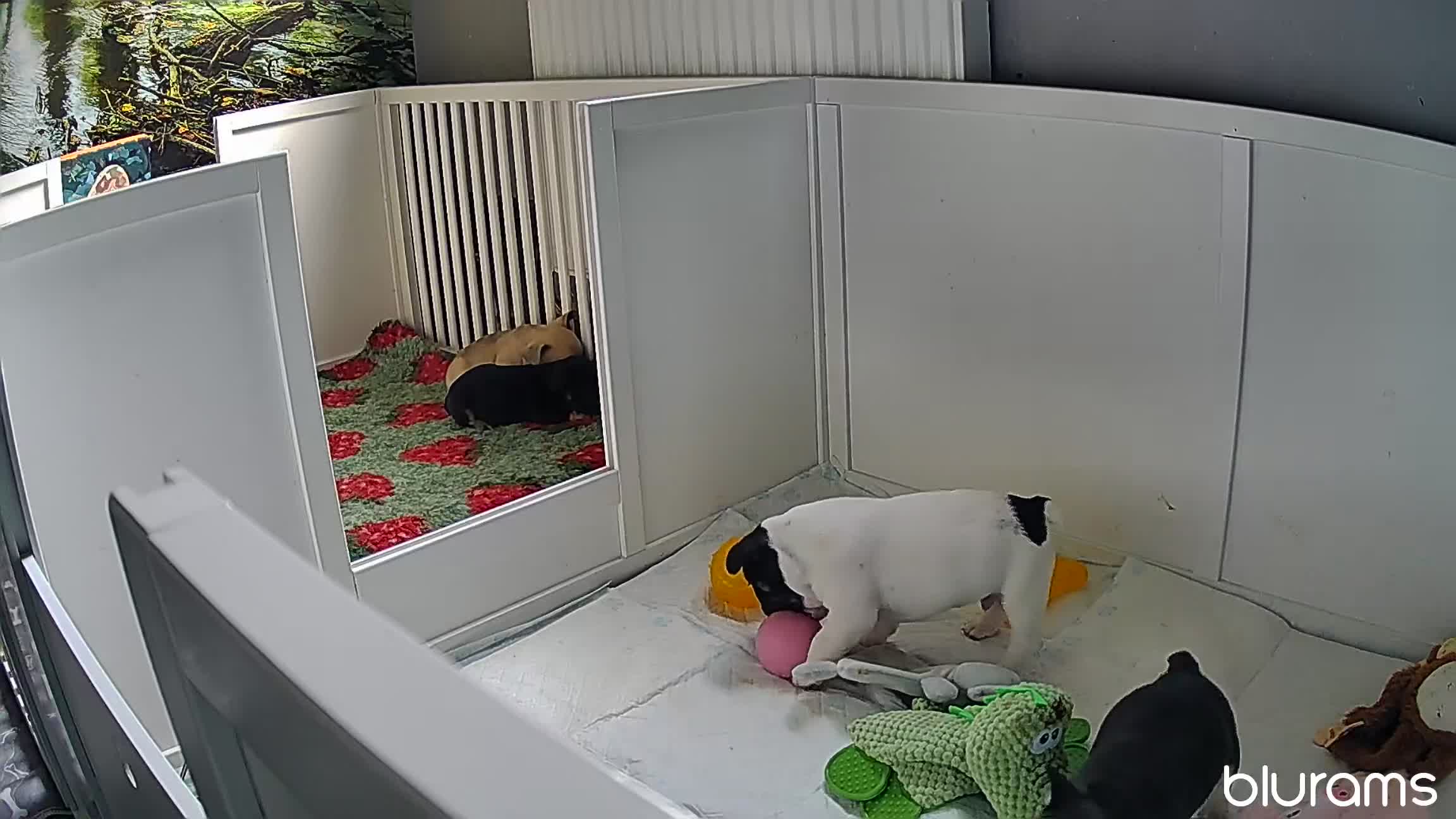 French Bulldog dogs for sale: last boy left in the litter in Preston - Video 1