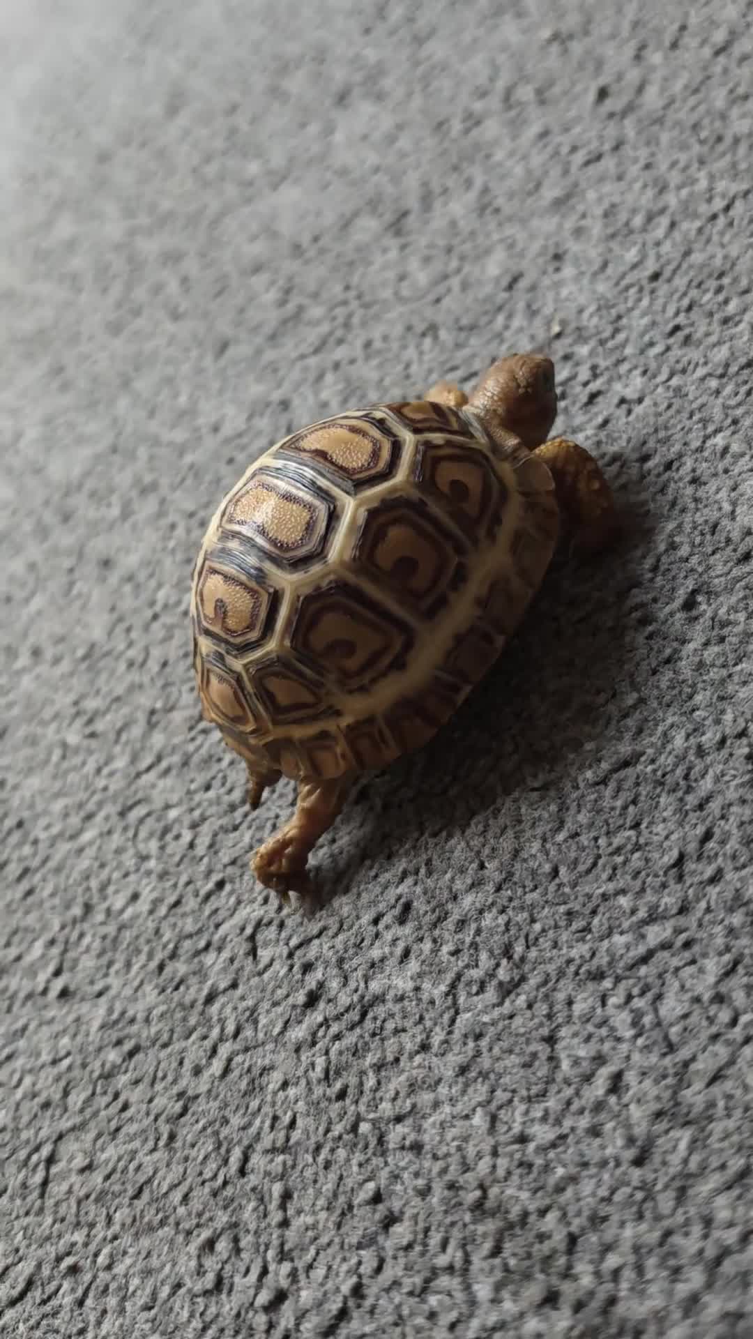Tortoise reptiles for sale:  leopard tortos - Video 1