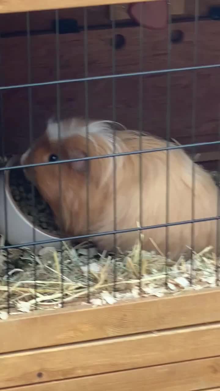 Guinea Pig rodents for sale: 2 male guinea pigs for sale - Video 1