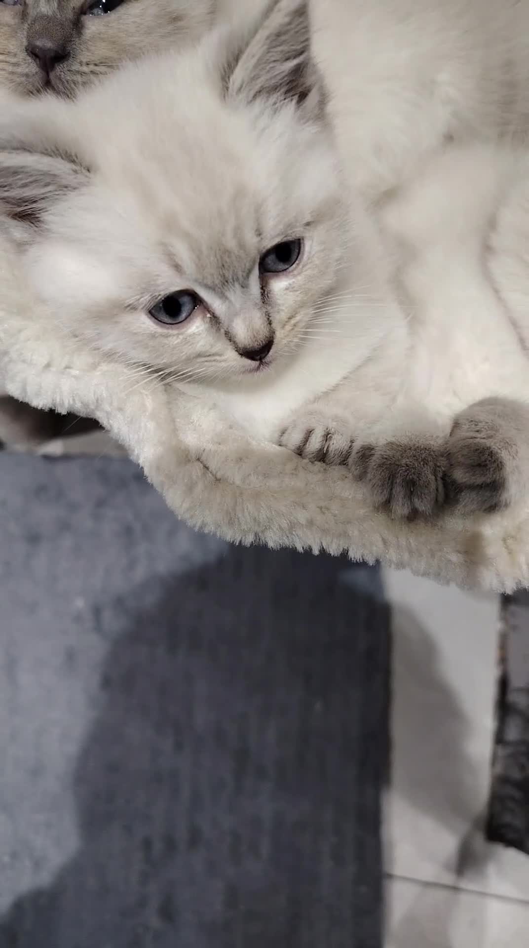 Ragdoll cats for sale: Blue Point Ragdoll kittens ready to leave  - Video 1