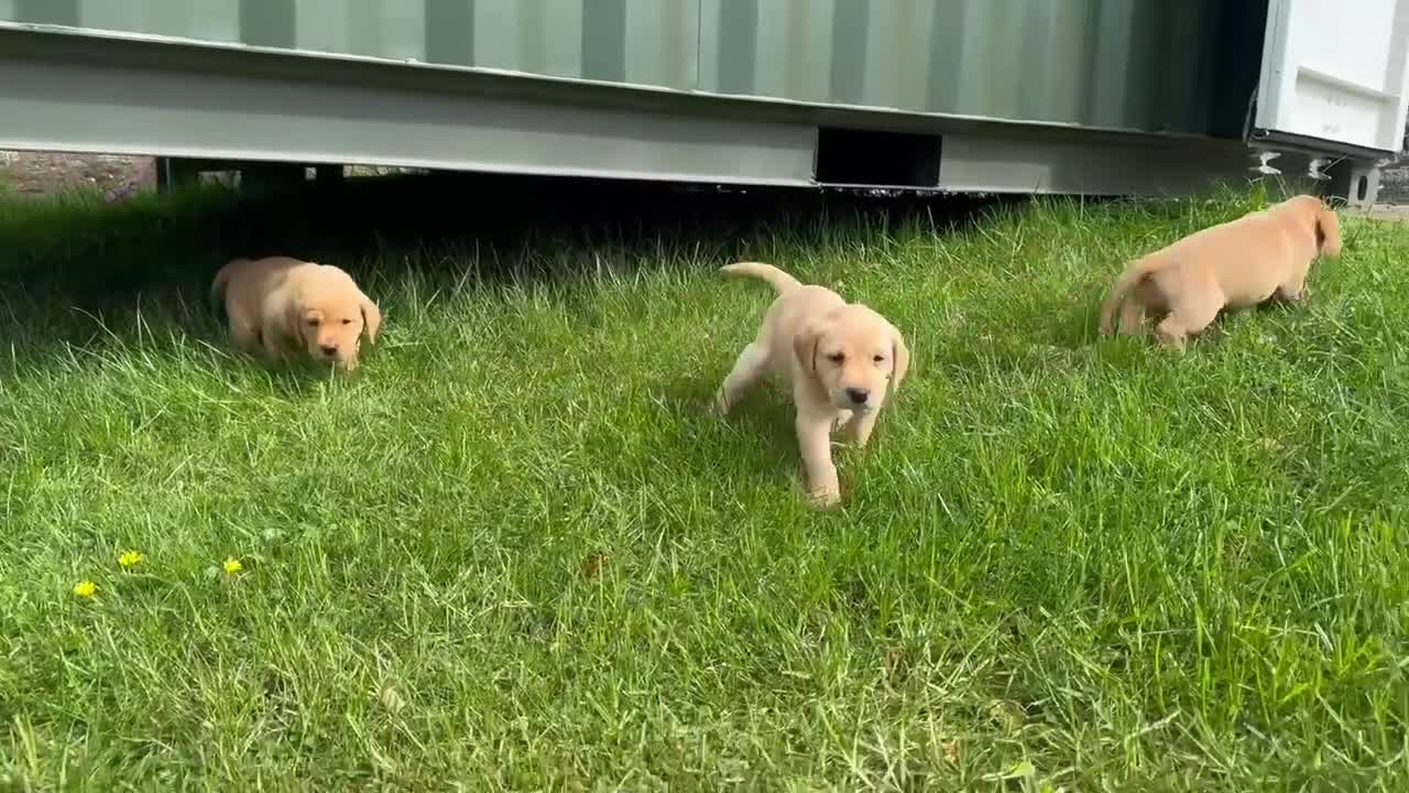 Labrador Retriever dogs for sale: Working Pet Bred; Highly Regarded Labrador Lineage in Alnwick - Video 2
