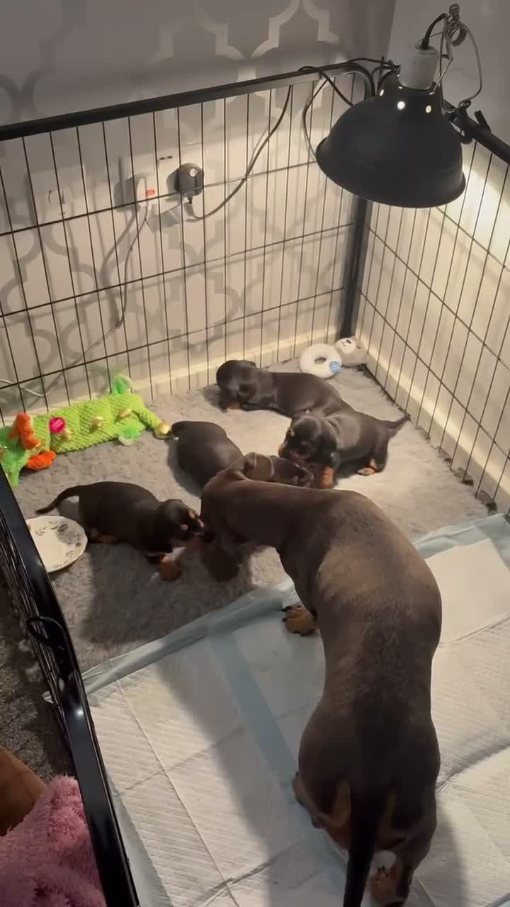 Dachshund dogs for sale: Dachunds puppies in Droitwich - Video 1
