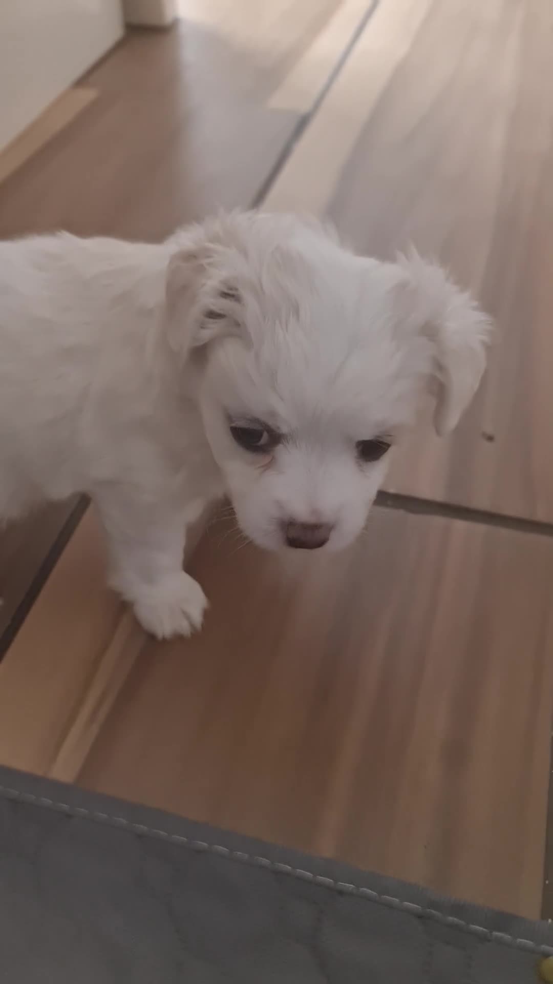 Bichon Frise dogs for sale: Gorgeous bichion frize puppies  - Video 3