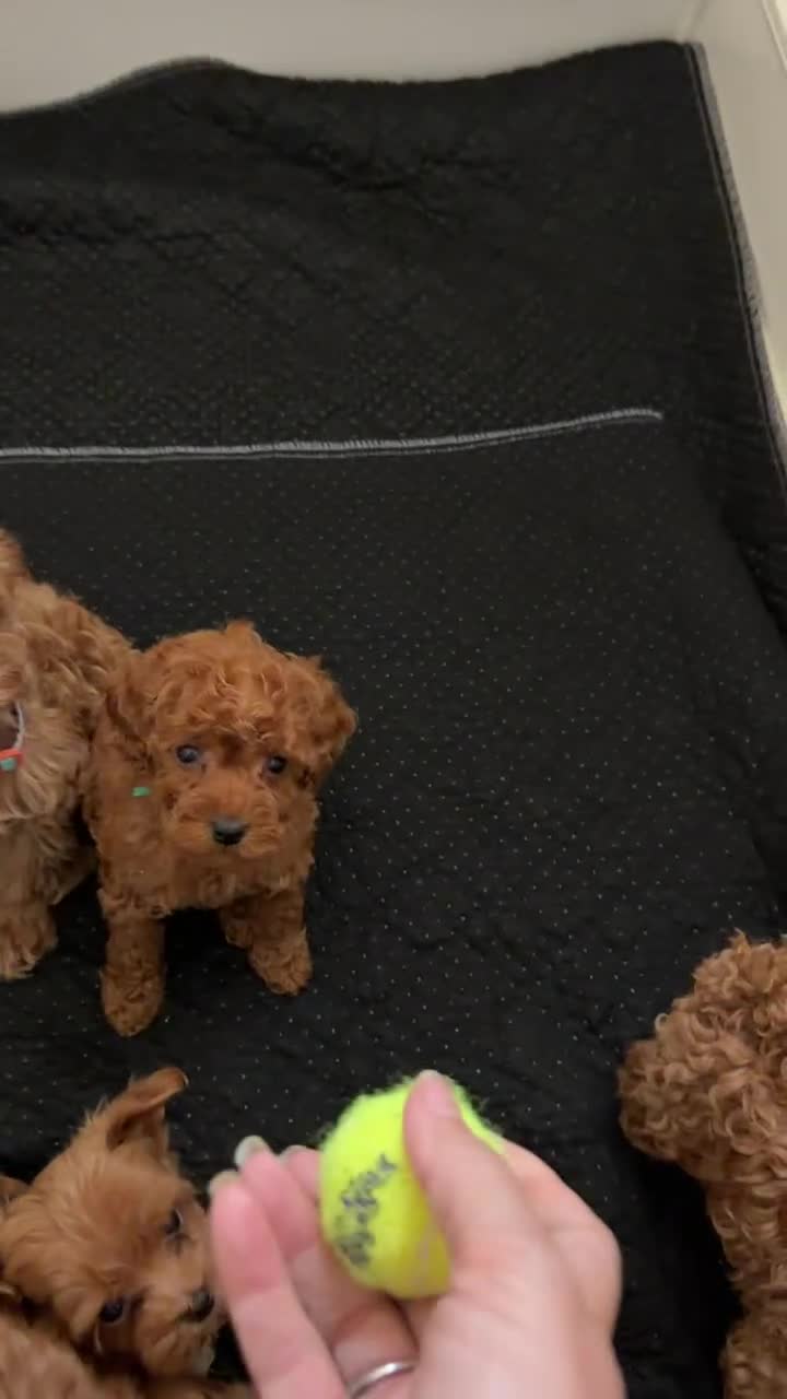 Maltipoo dogs for sale: Stunning Tiny Red Korean Maltipoo Pups  - Video 1