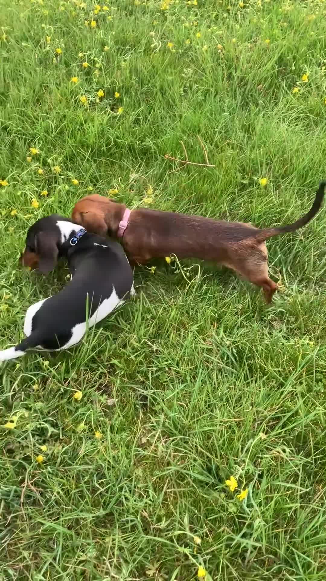 Miniature Dachshund dogs for sale: Male and female dachshund puppy  - Video 1