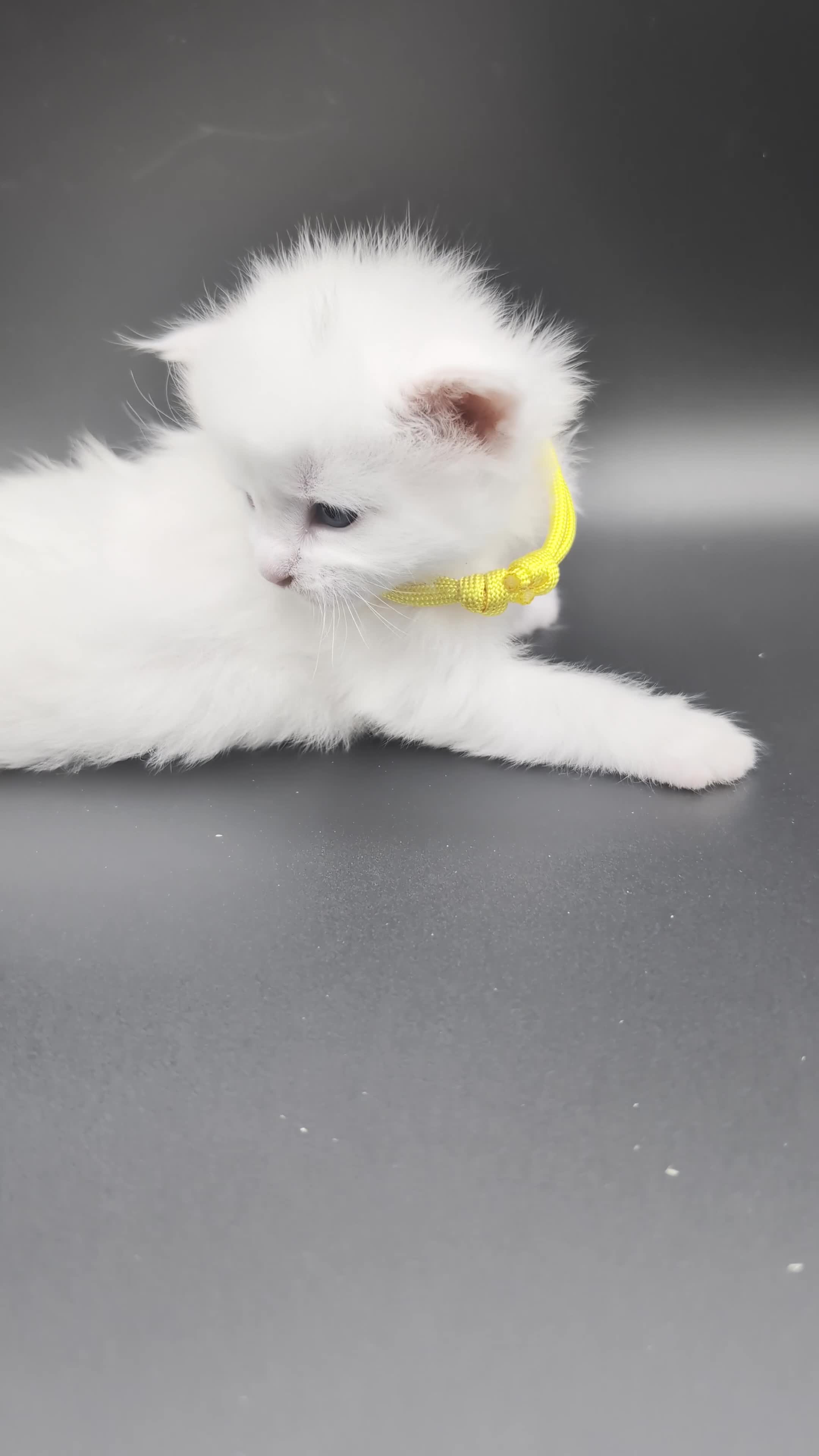 Maine Coon cats for sale: Pedigree Cute Mainecoon Kittens TICA Registered  in Hull - Video 2