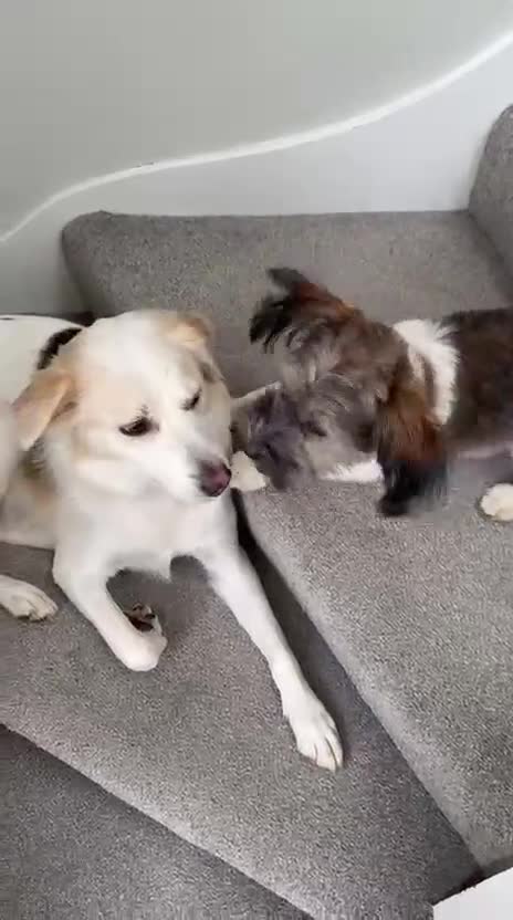 Mixed Breed dogs for adoption: Pepito  - Video 1