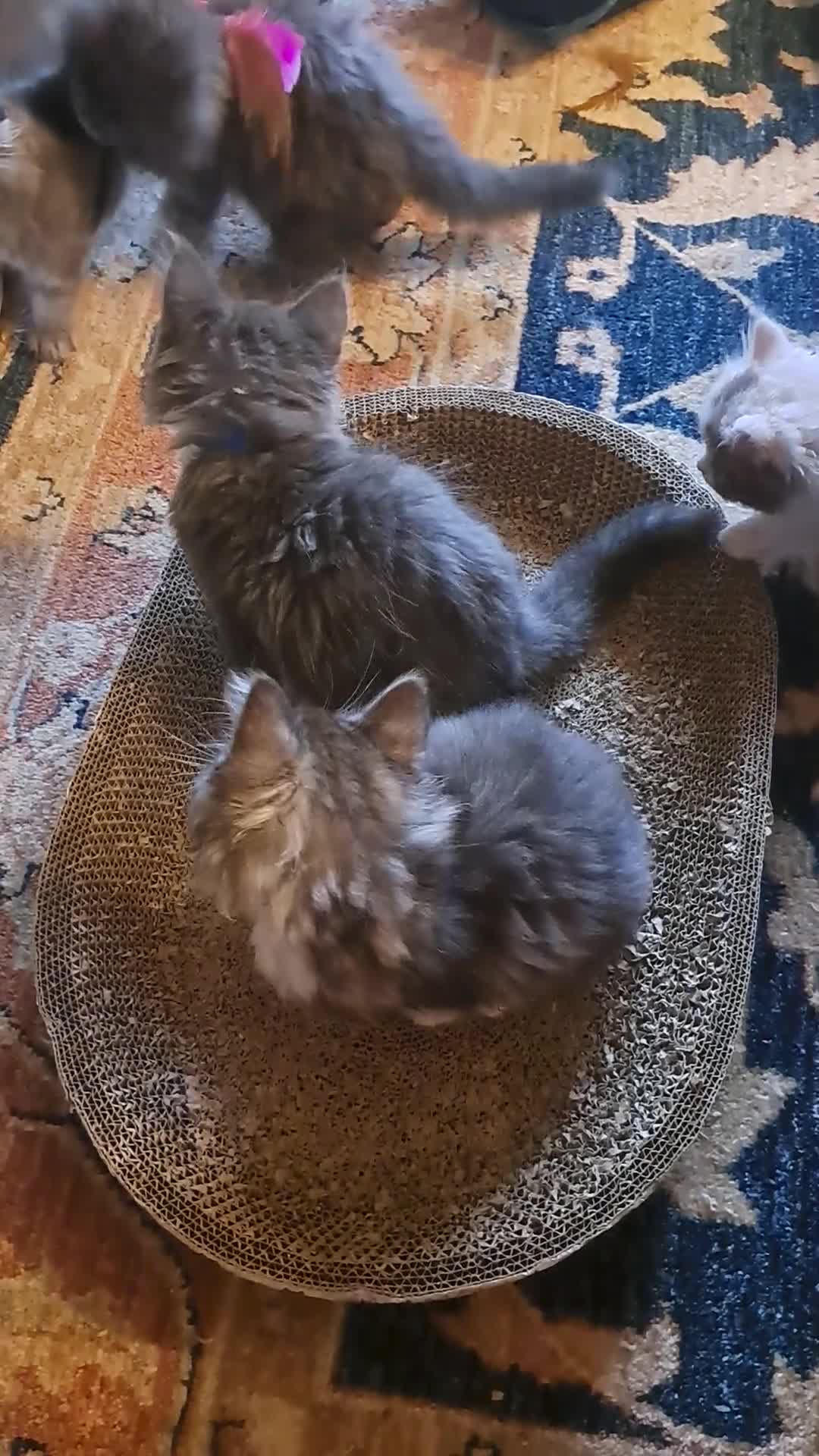 Norwegian Forest Cat cats for sale: 6 adorable NFC/maincoon kittens. - Video 1
