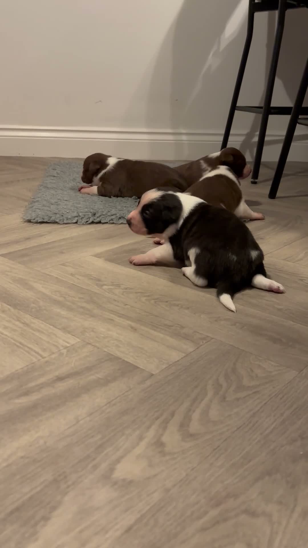 Border Collie dogs for sale: Full Breed Border Collie Puppies in Congleton - Video 1