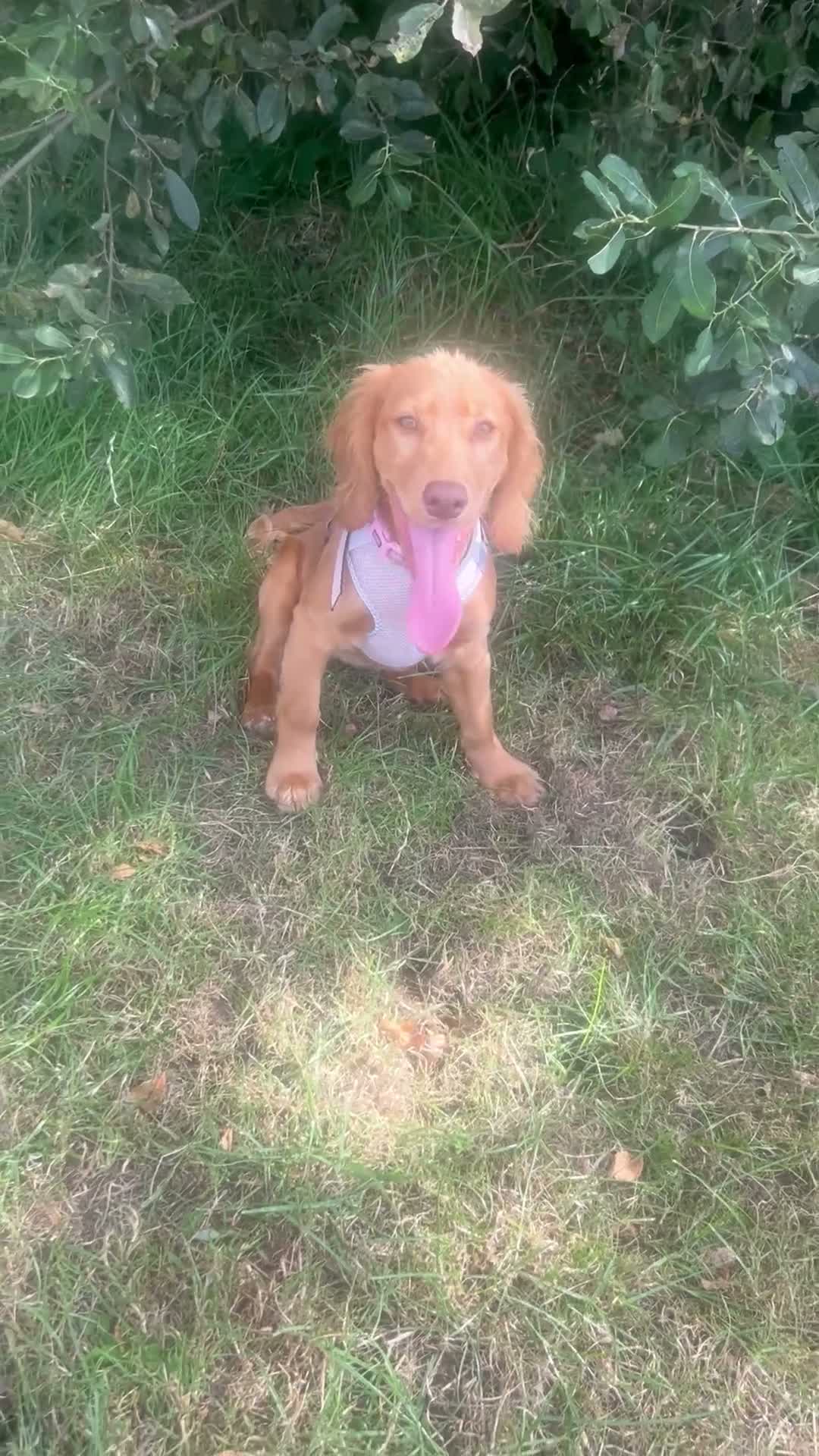 Cockapoo dogs for sale: 🐾 6-Month-Old Female Cockapoo in Swansea - Video 1