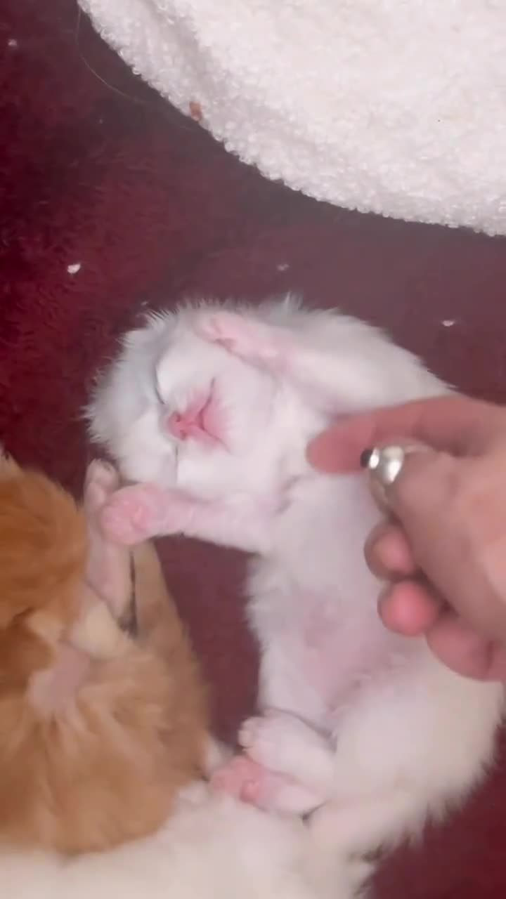 Persian cats for sale: Kittens EXOTIC LONG HAIR PERSIAN DOLL FACE - Video 4