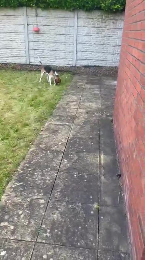 Foxhound dogs for sale: 1 year old male Foxhound - Video 2