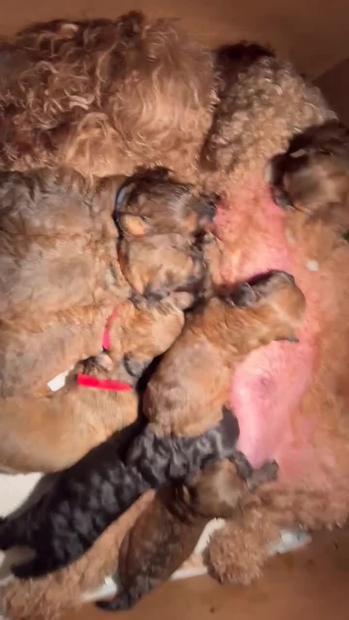 Mixed Breed dogs for sale: 🐶 Cockapoo × Shih Tzu Puppies Ready September  - Video 1