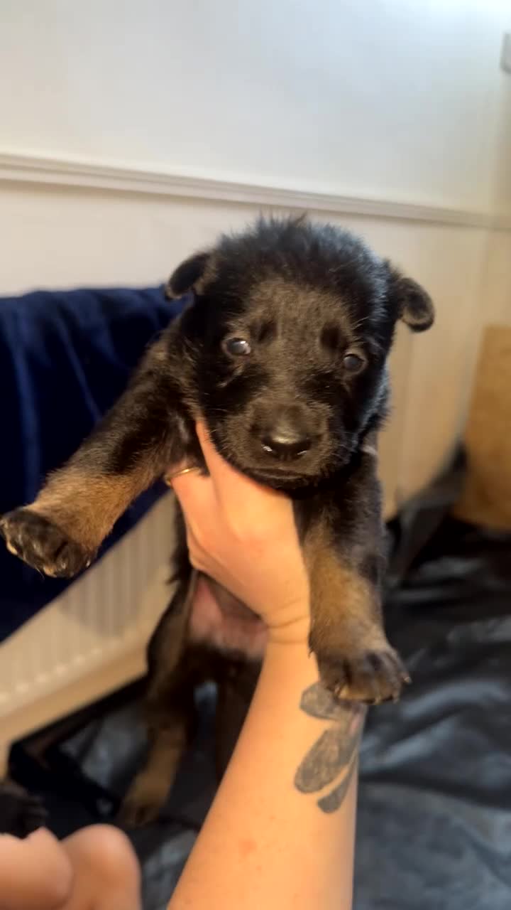 German Shepherd dogs for sale: 9 German shepherd puppies - Video 1