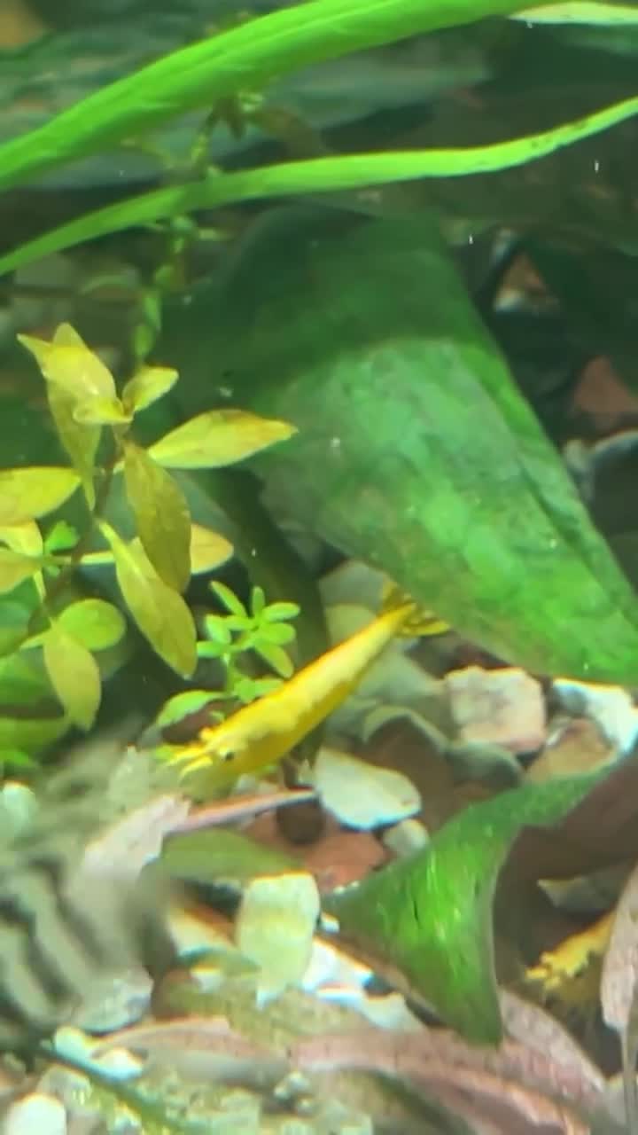Mixed Breed invertebrates for sale: Freshwater shrimp in Croydon. - Video 4