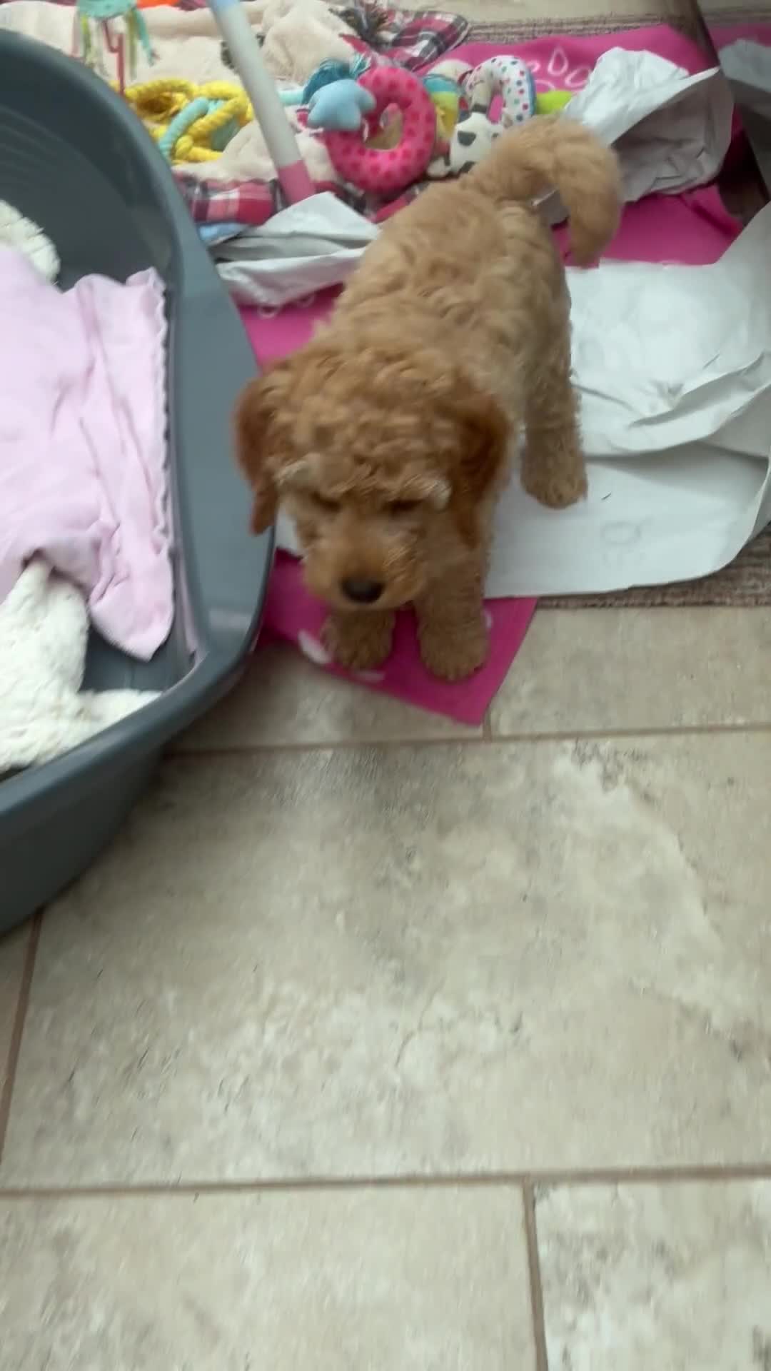Miniature Poodle dogs for sale:  BOY MINIATURE POODLE AVAILABLE! - Video 3