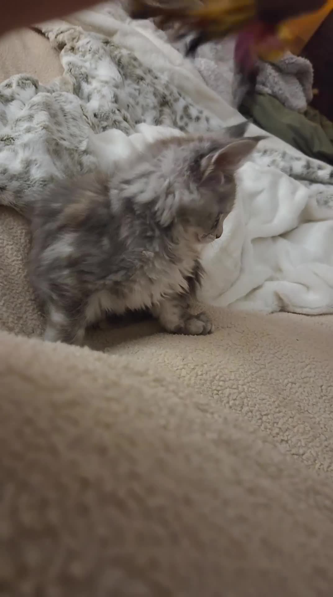 Maine Coon cats for sale: Stunning show quality Tica females - Video 2