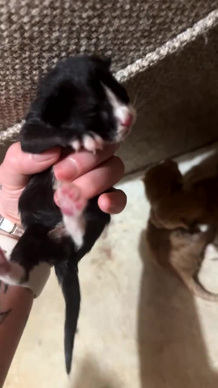 Mixed Breed cats for sale: Newborn kittens for sale - Video 3