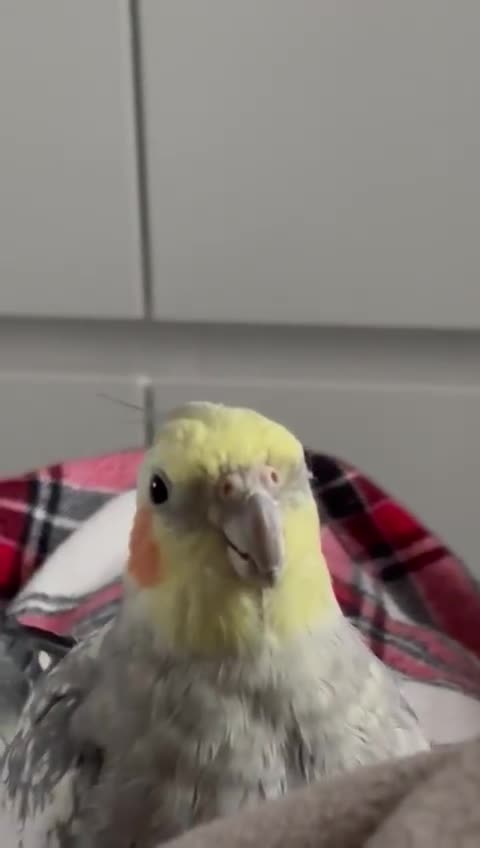 Cockatiels birds for sale: 16 month male Cockatiel + cage, stand and food - Video 1