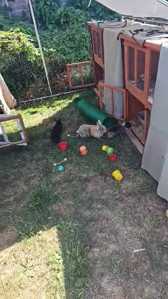 Mixed Breed rabbits for sale: 4 rabbits and a full set up for sale  - Video 5