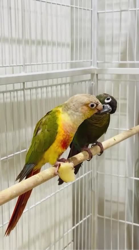 Conures birds for sale: TWO GORGEOUS 9 WEEK OLD CONURES  - Video 3