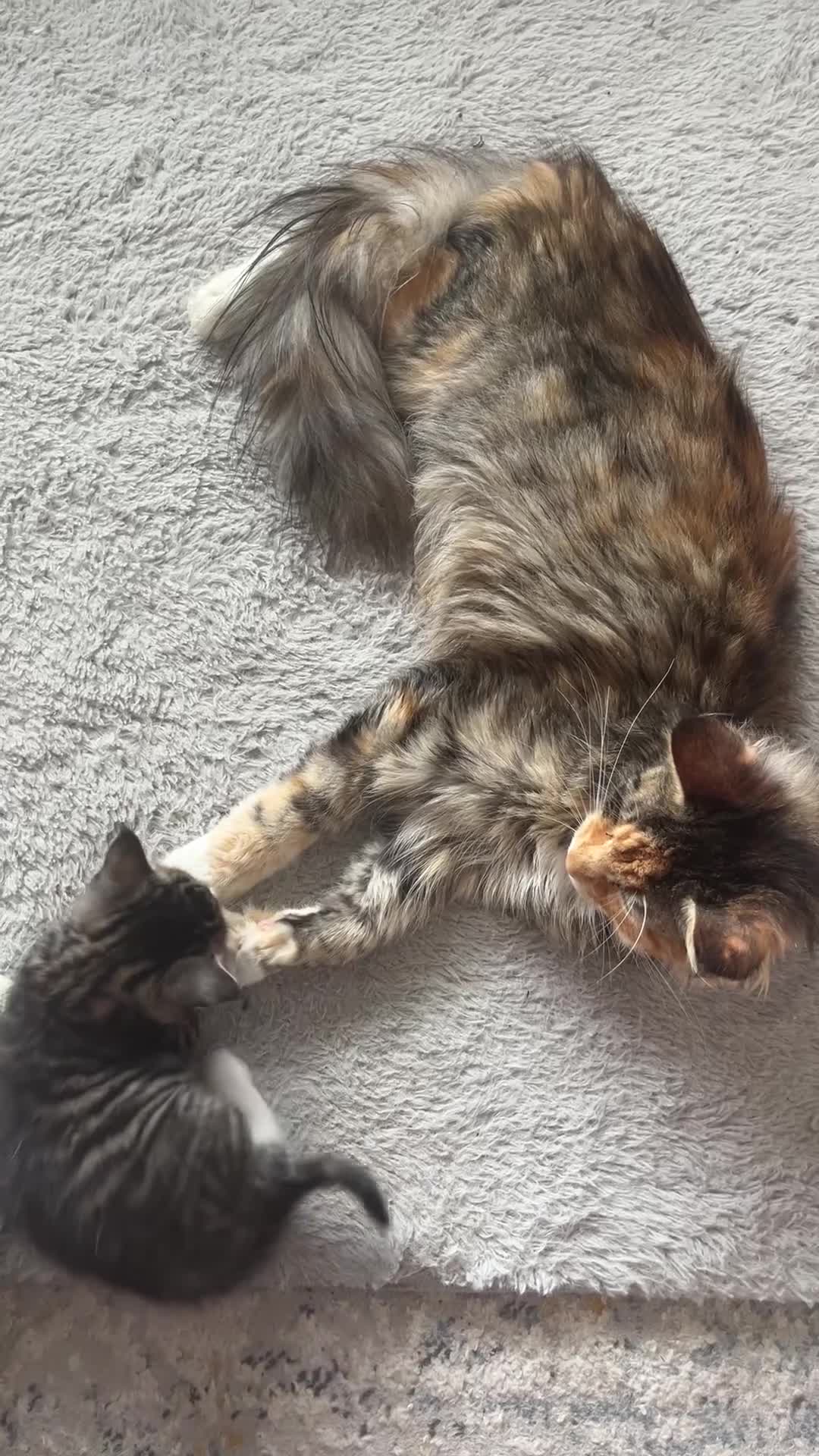 Mixed Breed cats for sale: Mainecoon/Bengal X kittens - Video 1