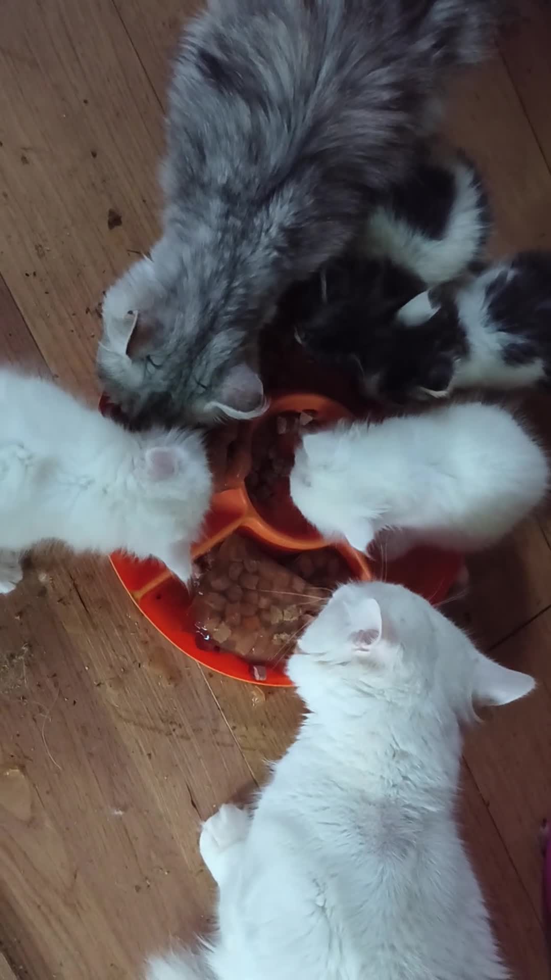 Siberian cats for sale: Lovely Siberian kittens with pedigree in Spalding - Video 2
