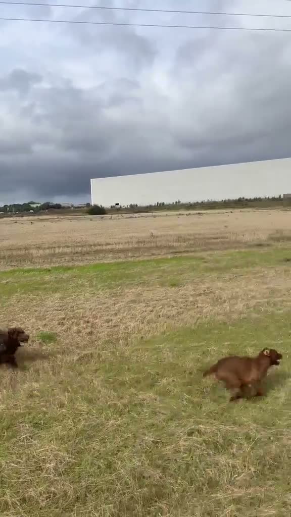 Cockapoo dogs for sale: 2 beautiful brothers - Video 1