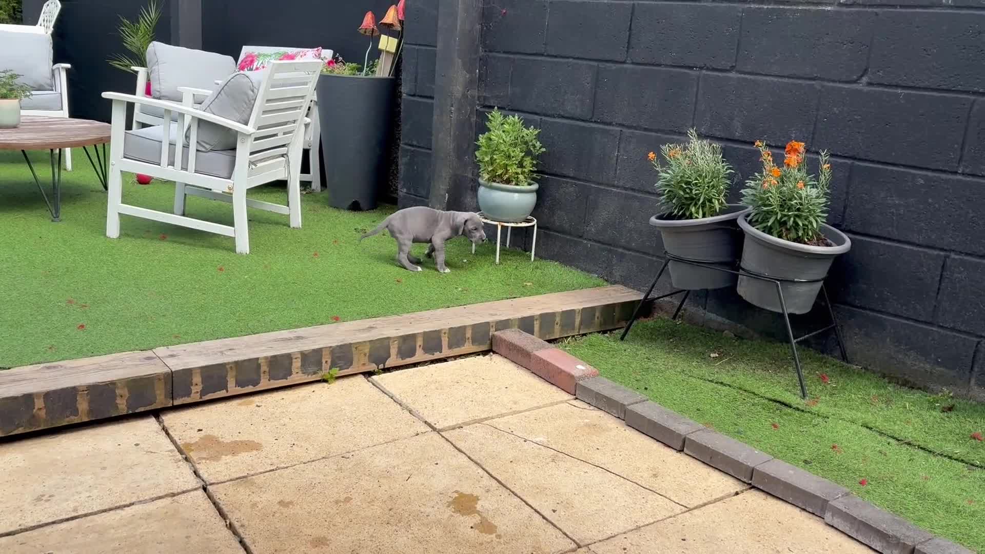 Great Dane dogs for sale: Ready to go! Pedigree blue & black Great Dane Pups - Video 2