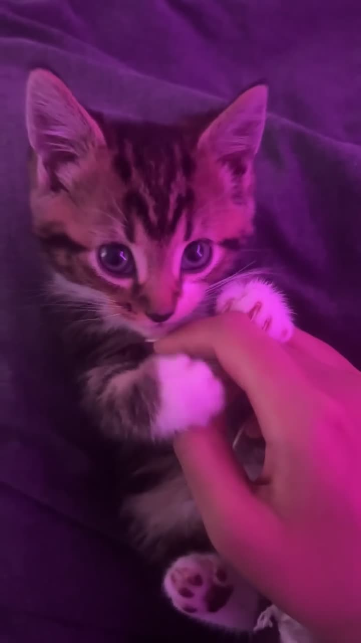 Mixed Breed cats for sale: Female Kitten  - Video 1