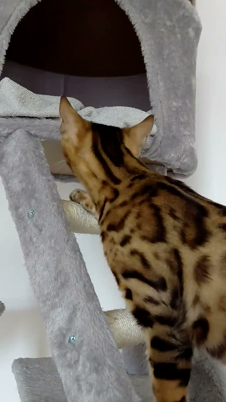 Bengal cats for sale: Female glitter Bengal for sale - Video 5