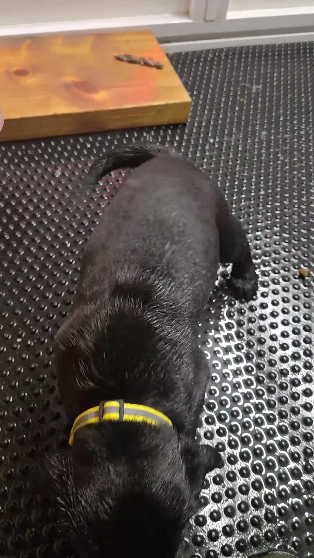Labrador Retriever dogs for sale: Exceptionally well bred KC reg Working Labradors - Video 1