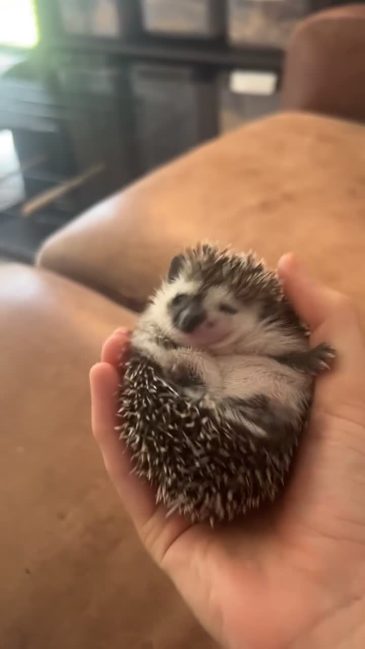 Pygmy Hedgehog rodents for sale: Gorgeous split face African Pygmy hedgehog - Video 1