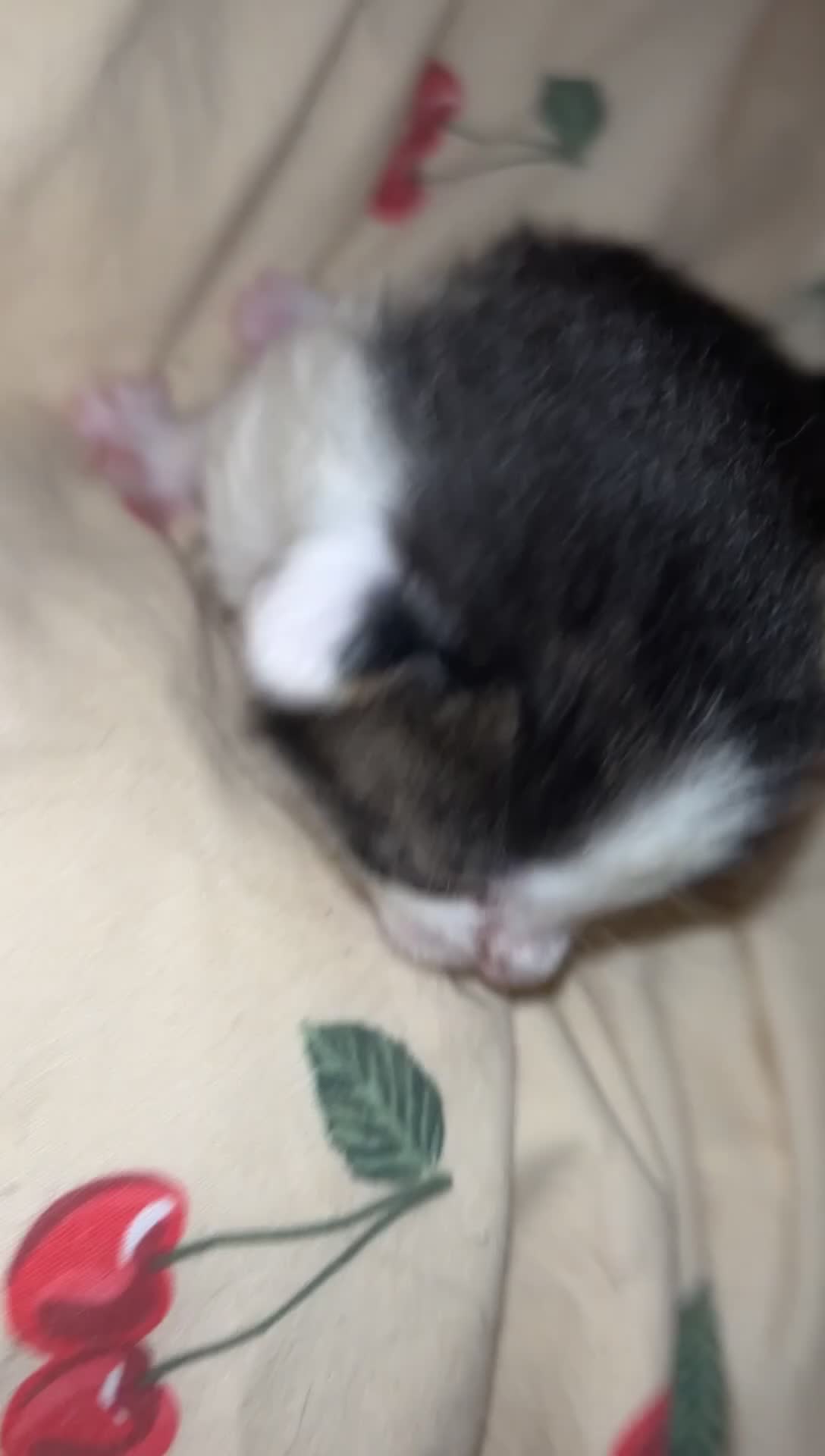 Mixed Breed cats for sale: 3 beautiful Kittens left  - Video 3