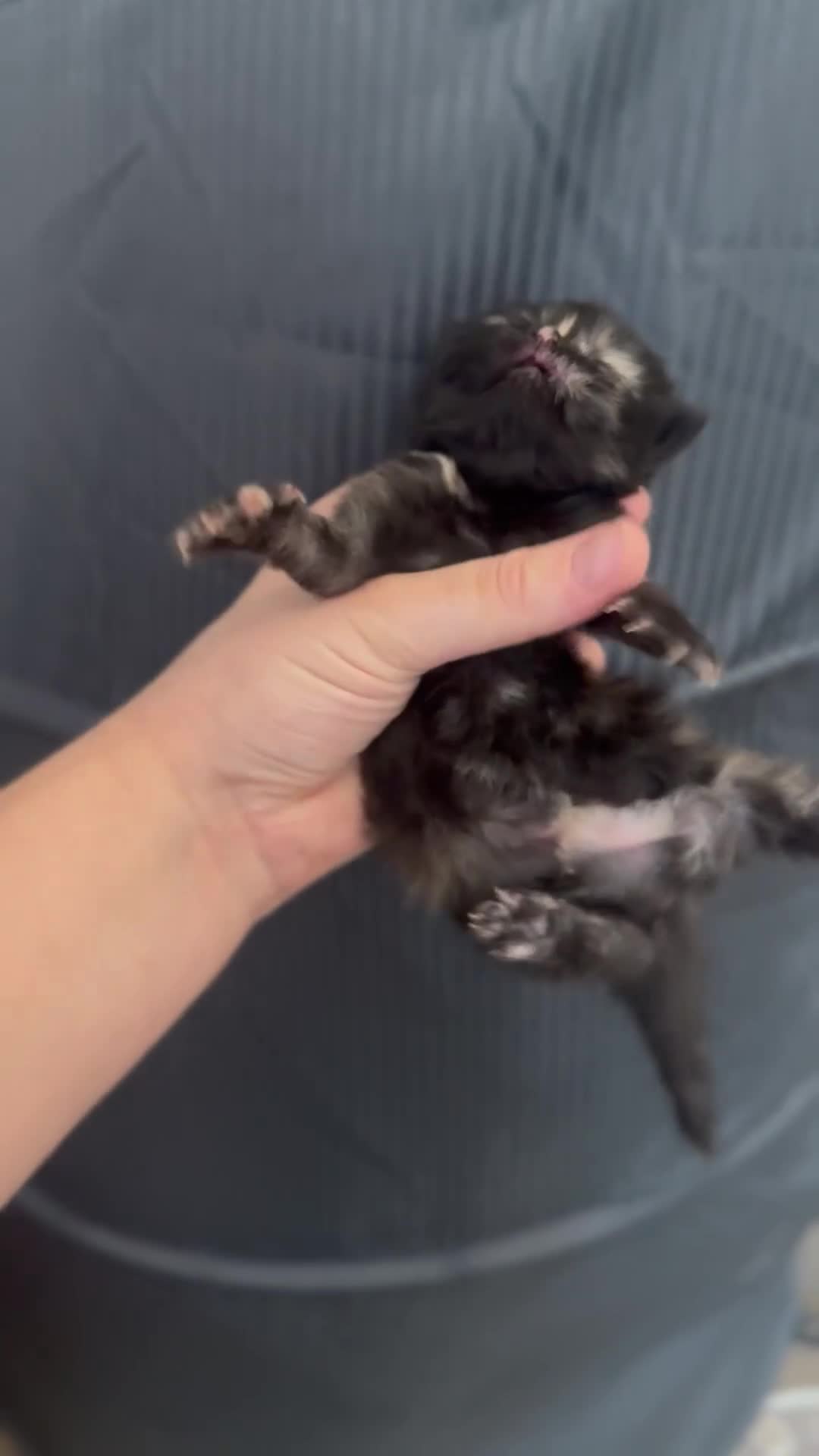 Persian cats for sale: Pure persian kittens - Video 1