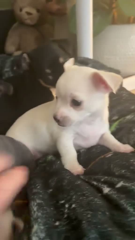 Chihuahua dogs for sale: Adorable chihuahua puppies  in Liverpool - Video 1
