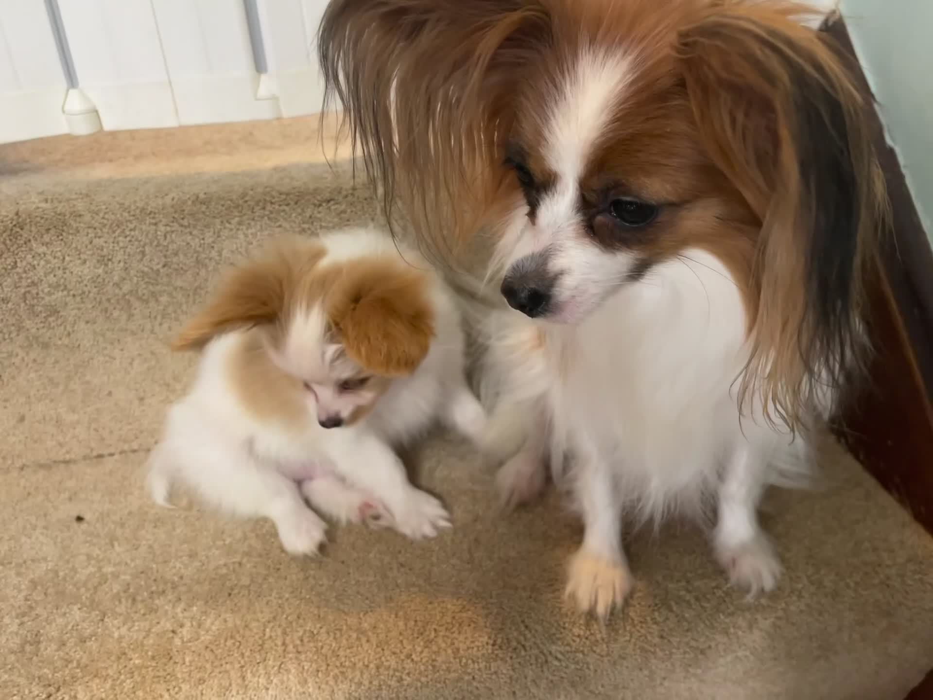 Papillon dogs for sale: Papillon Puppies for sale in Balerno - Video 1