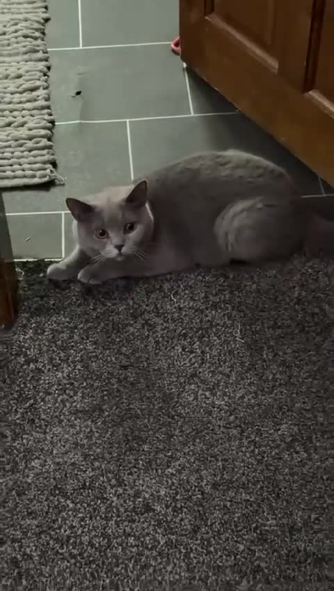 British Shorthair cats for sale: Pure bread British shorthair for sale - Video 1