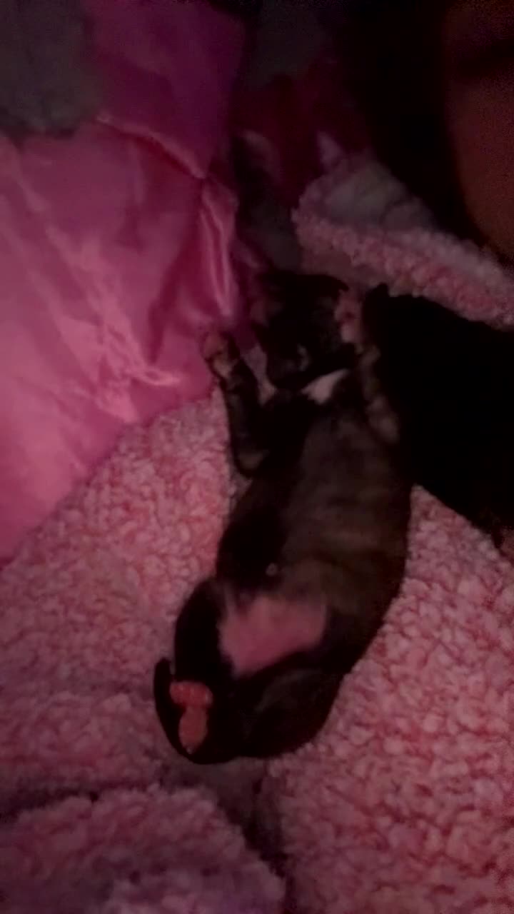 Mixed Breed dogs for sale: Husky x Staffy puppy’s ready now!  - Video 3