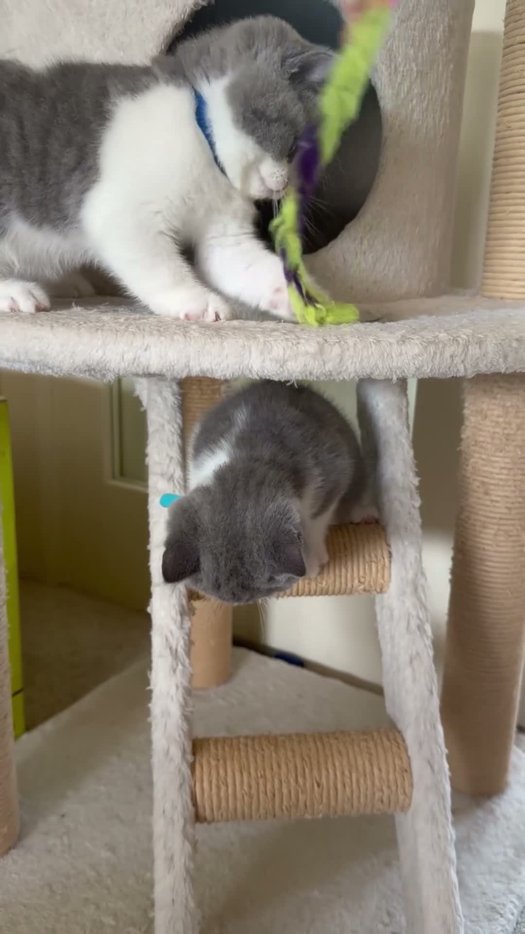 British Shorthair cats for sale: 🐾 Beautiful Blue & White BSH Boys 🐾 - Video 1
