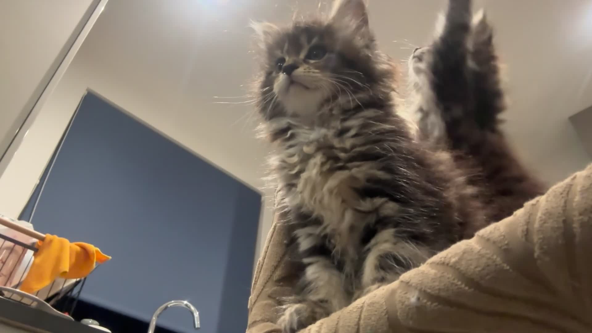 Maine Coon cats for sale: NEW YEARS EVE MAINE COON KITTENS - Video 2