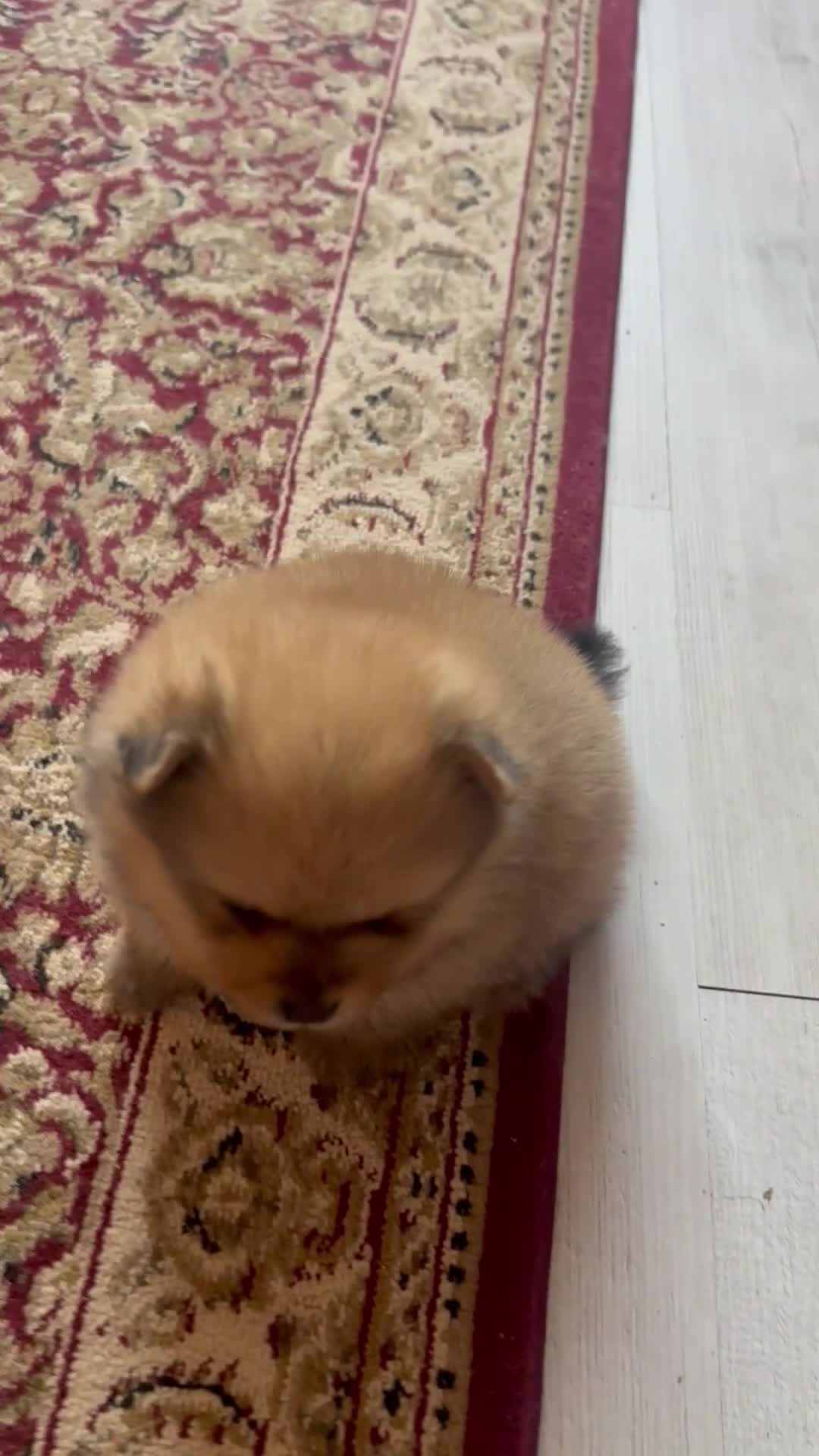 Pomeranian dogs for sale: Small pedigree puppies - Video 1